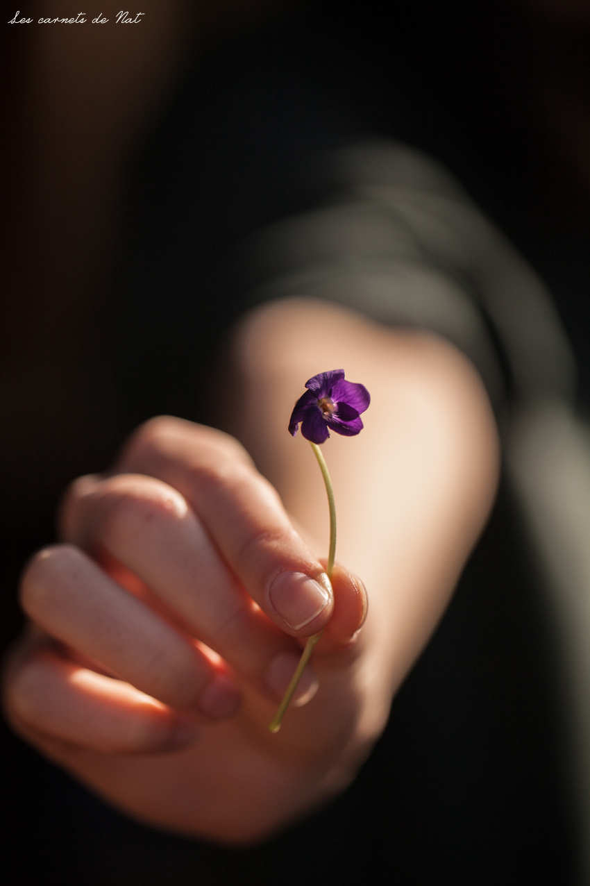 fleur-violette_